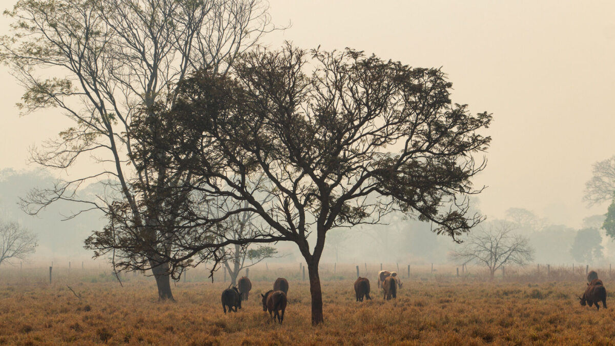 Investment is second only to politics for climate impact – Morrison’s James Shaw