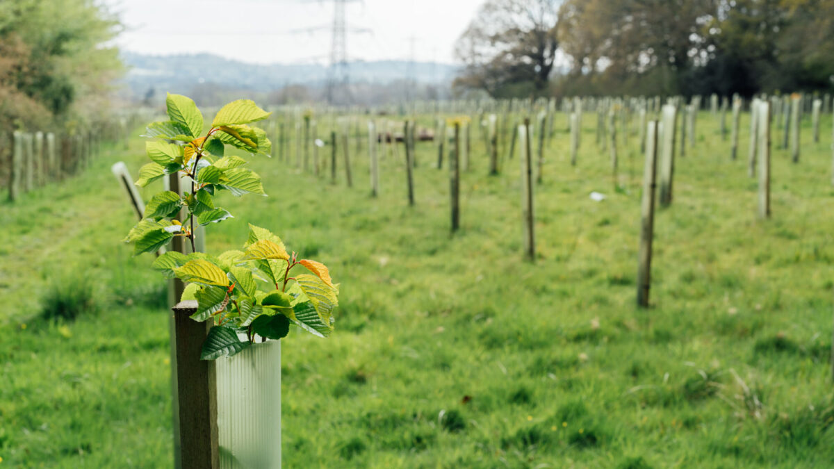 Year in review, 2024: Reforestation takes root